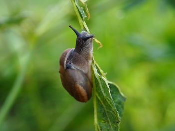 Close-up of snail on plant