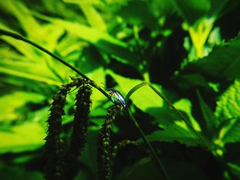 Close-up of insect on leaf