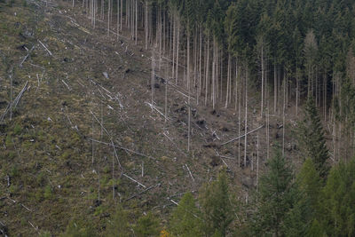 View of pine trees in forest