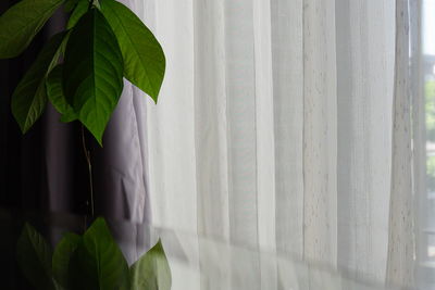 Close-up of potted plant by window at home
