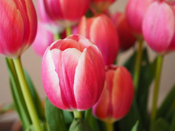 Close-up of pink tulips