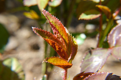 Close-up of yellow leaves on plant during autumn