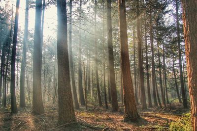 Trees in forest