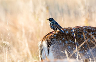 Close-up of bird perching on deer by plants