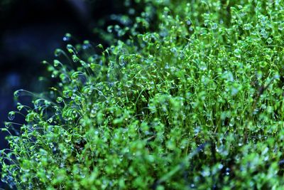 Close-up of wet plants