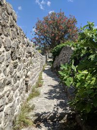 Footpath amidst plants and trees against sky