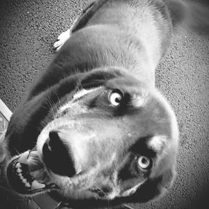 Close-up portrait of a dog