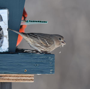 Close-up of bird perching on wood