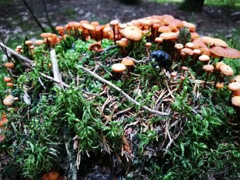 High angle view of mushrooms growing on field