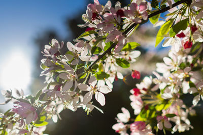 Low angle view of flowers on tree