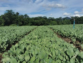 Vegetable production field, remote area of thailand, chinese kale