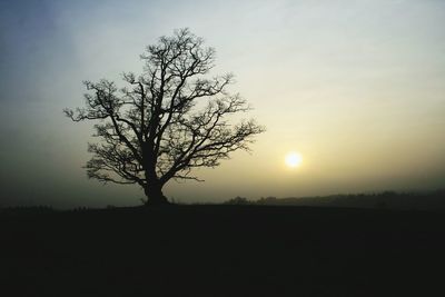 Silhouette bare tree on field against sky during sunset