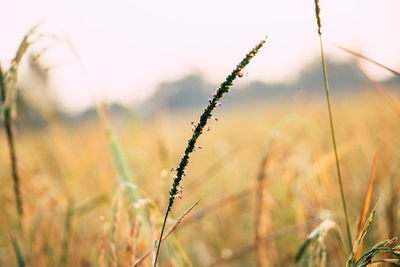 Grass close-up