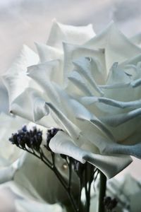 Close-up of white rose