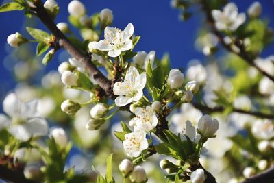 Close-up of apple blossoms in spring