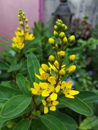 Close-up of yellow flowers