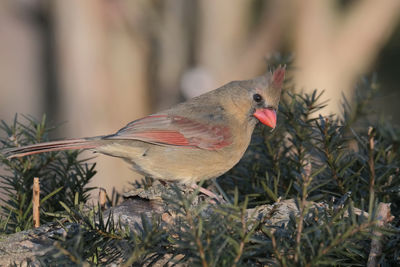 Female northern cardinal