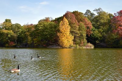 Ducks swimming in lake against trees during autumn