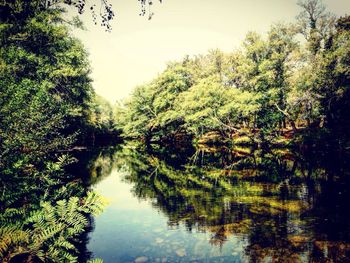 Reflection of trees in lake against sky