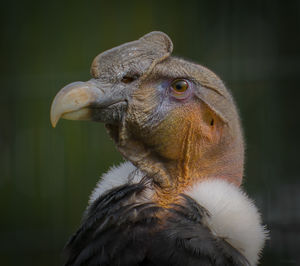 Close-up of eagle