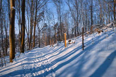 Bare trees on snow covered field