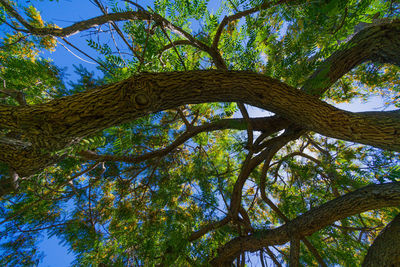 Low angle view of tree in forest