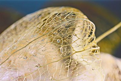 Close-up of fresh green leaf