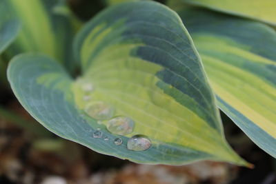 Close-up of raindrops on leaves