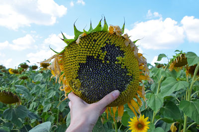 Cropped image of hand holding sunflower at field against sky