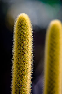 Close-up of succulent plant