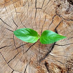 Close-up of leaf on tree stump