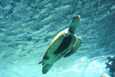 Fish swimming in sea