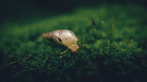 Close-up of insect on grass