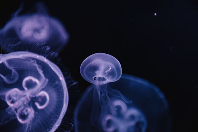 Close-up of jellyfish swimming in sea