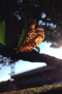 Close-up of insect on leaf