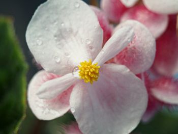 Close-up of flower