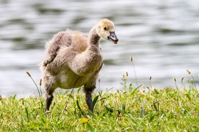 Close-up of duck on field