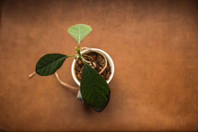 Close-up of fresh green leaves