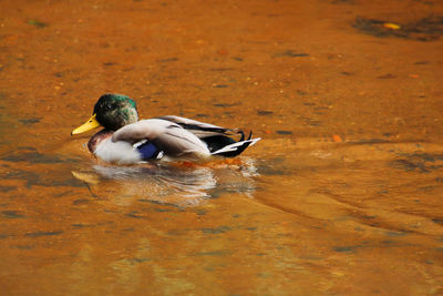 High angle view of duck swimming on lake