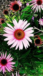 Close-up of pink flower