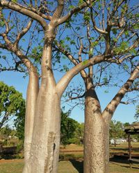 Low angle view of tree against sky