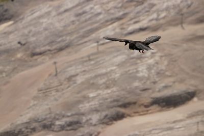 Bird flying in mountain 