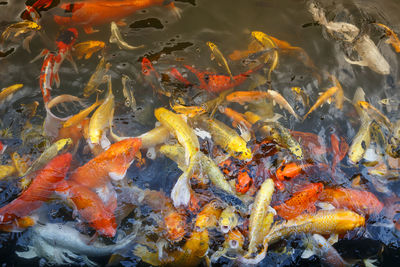 High angle view of koi carps swimming in lake