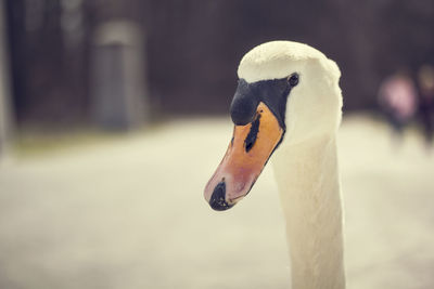 Close-up of bird