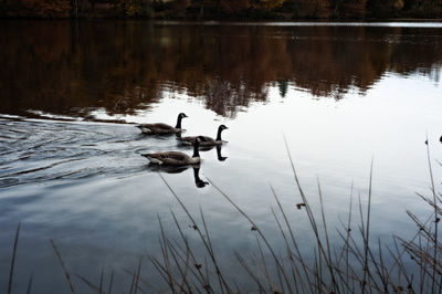 Ducks on lake during sunset