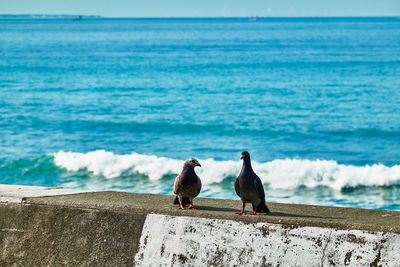 View of seagulls on beach