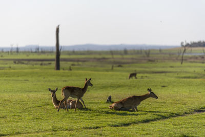 Impalas in a field