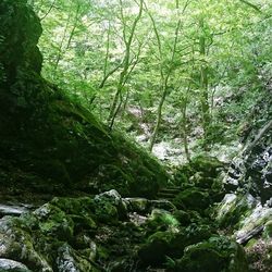 Trees in forest