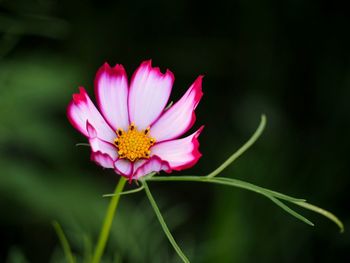 Close-up of pink flower