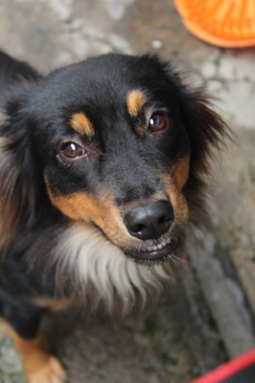 PORTRAIT OF BLACK DOG